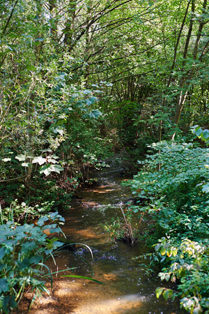 field studies ‐ bäche