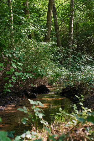 field studies ‐ bäche